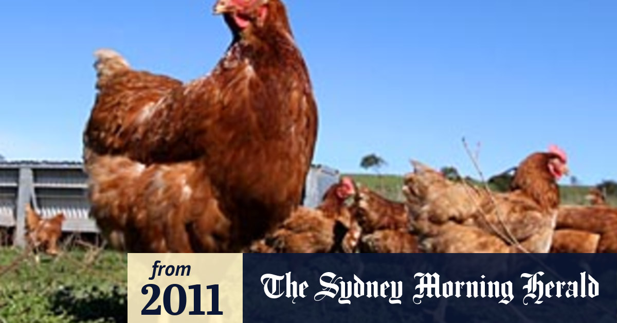 KFC pulls 'free roam' ads after watchdog bites chicken suppliers